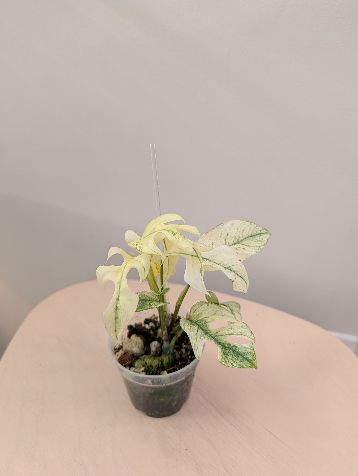Raphidophora tetrasperma monstre blanc panaché