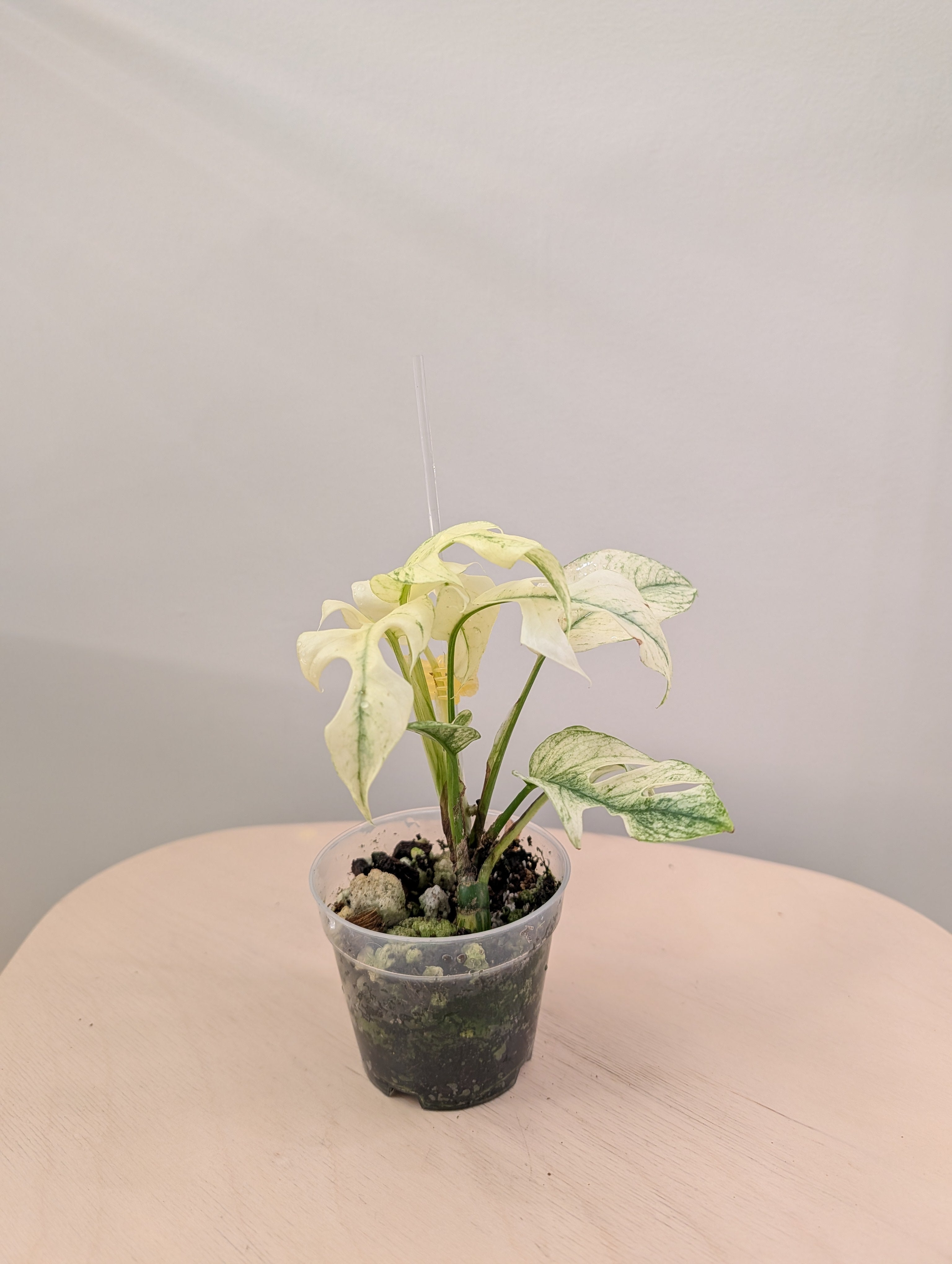 Raphidophora tetrasperma white monster variegated – Sunflower
