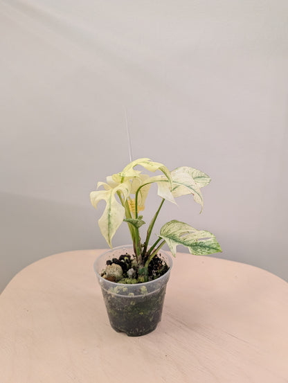 Raphidophora tetrasperma monstre blanc panaché