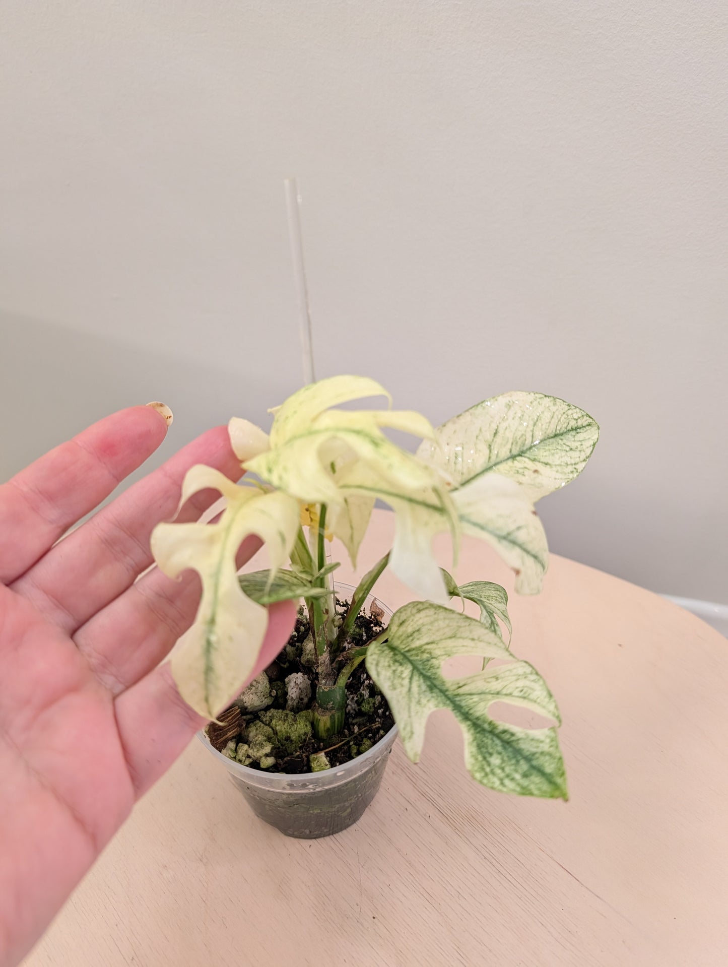 Raphidophora tetrasperma monstre blanc panaché