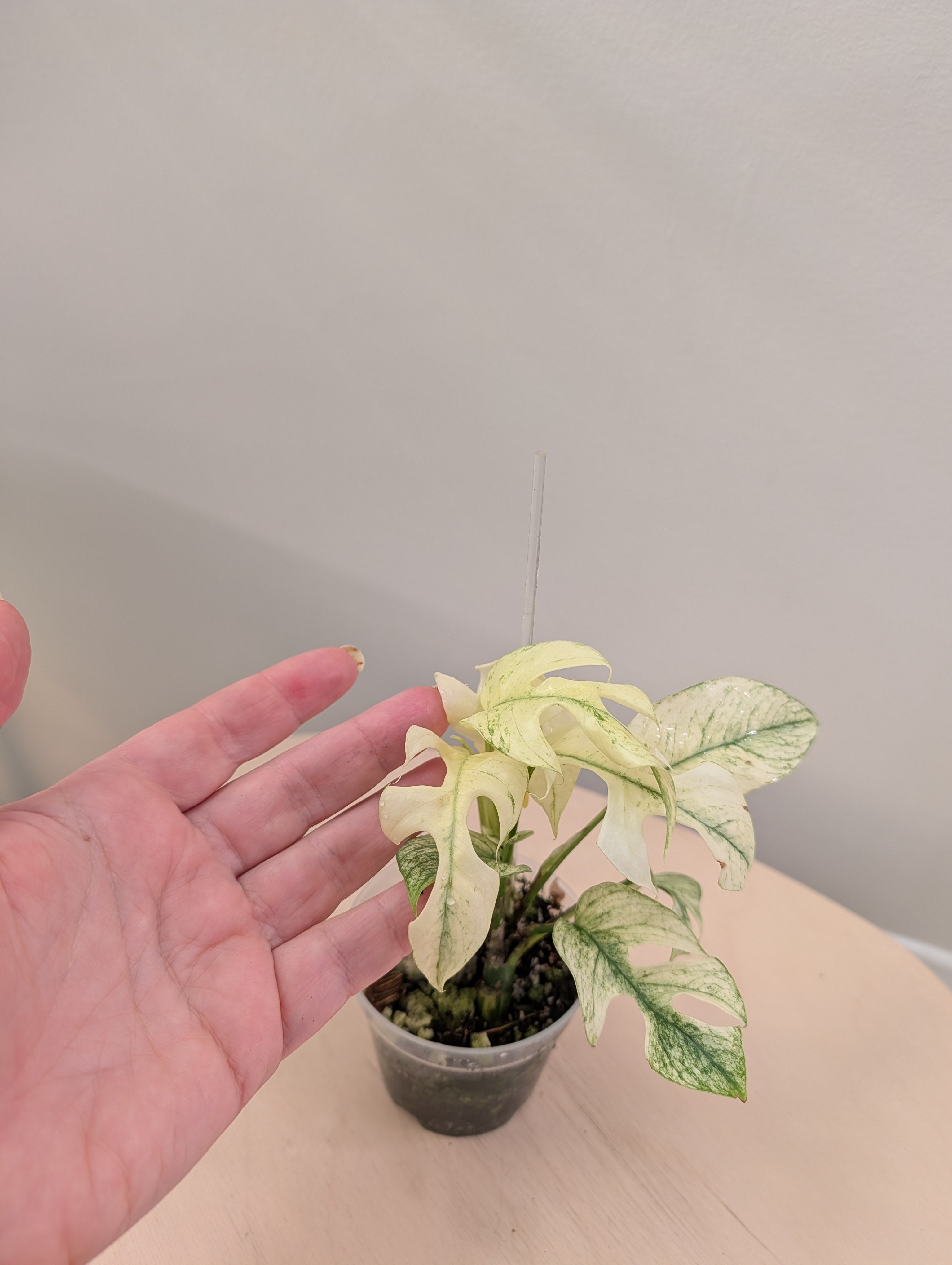 Raphidophora tetrasperma white monster variegated – Sunflower