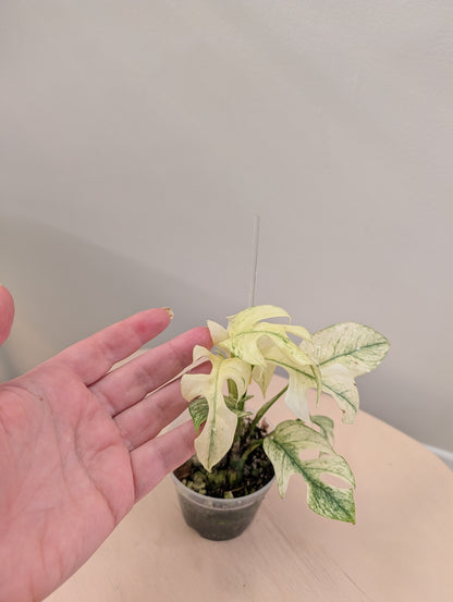 Raphidophora tetrasperma monstre blanc panaché