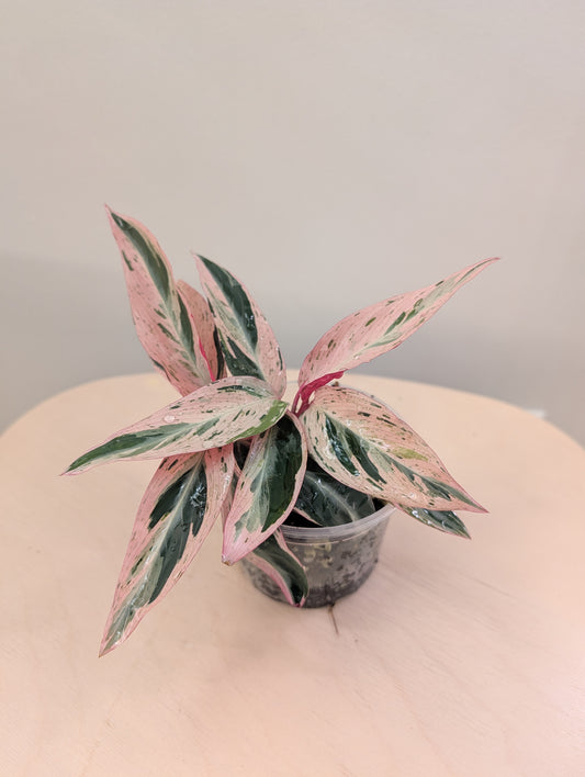 Stromanthe multicolor/ rare 🦄