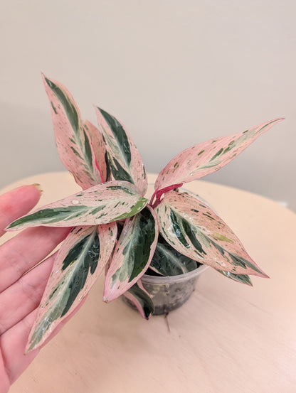 Stromanthe multicolore/ rare 🦄