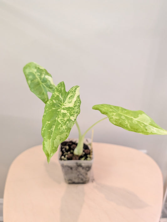Alocasia acuminata variegated/  / uncommon alocasia 🦄