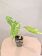 Alocasia acuminata panachée / Alocasia rare 🦄
