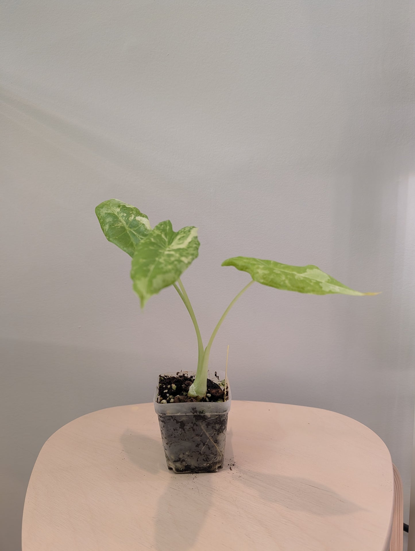 Alocasia acuminata panachée / Alocasia rare 🦄