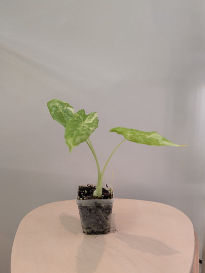 Alocasia acuminata panachée / Alocasia rare 🦄