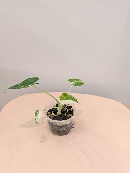 Alocasia Okinawa argentée / petite plante