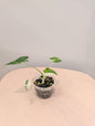 Alocasia Okinawa argentée / petite plante