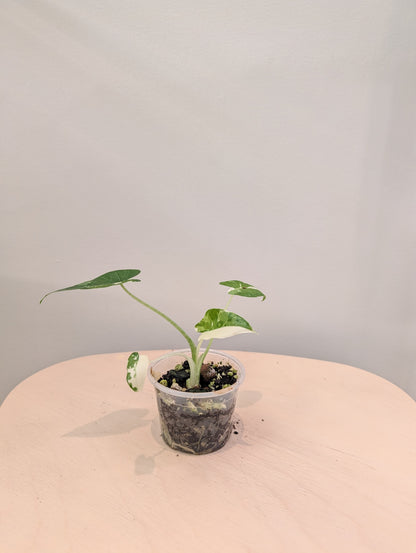 Alocasia Okinawa argentée / petite plante