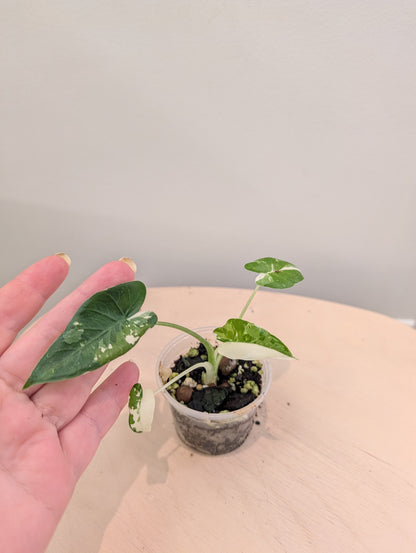 Alocasia Okinawa argentée / petite plante