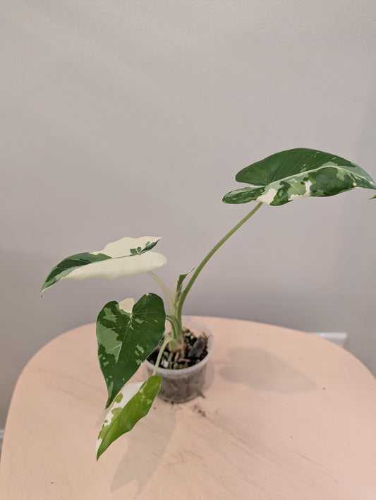 Alocasia Okinawa silver
