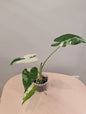 Alocasia Okinawa argentée / petite plante