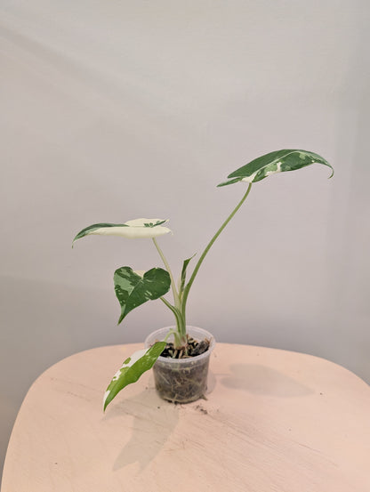 Alocasia Okinawa argentée / petite plante