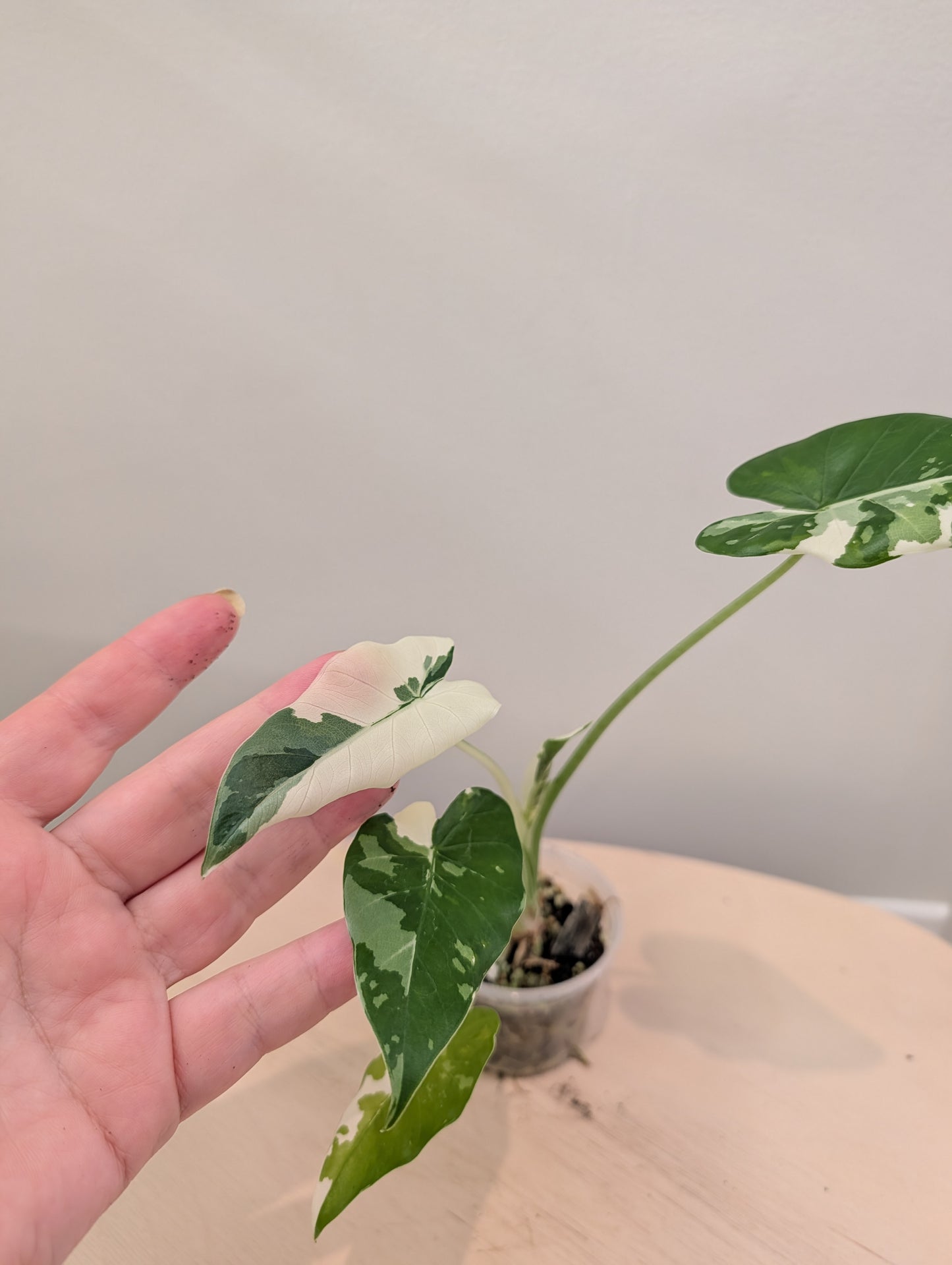 Alocasia Okinawa argentée / petite plante