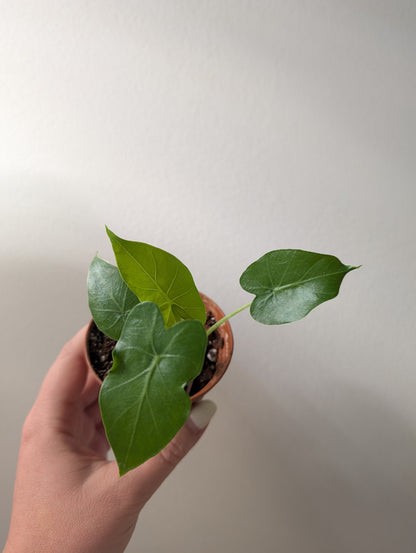 Philodendron blanc Princesse / Cadeau offert pour tout achat