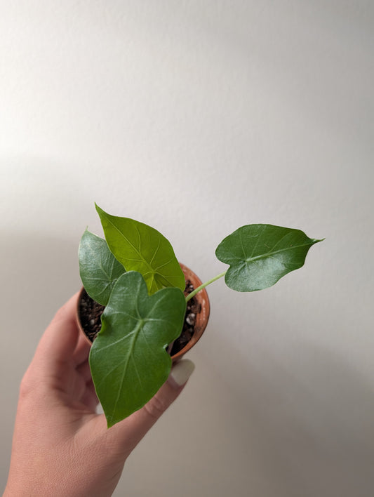 Alocasia sp, green baby from variegated plant / Gift with a purchase