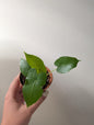 Philodendron blanc Princesse / Cadeau offert pour tout achat