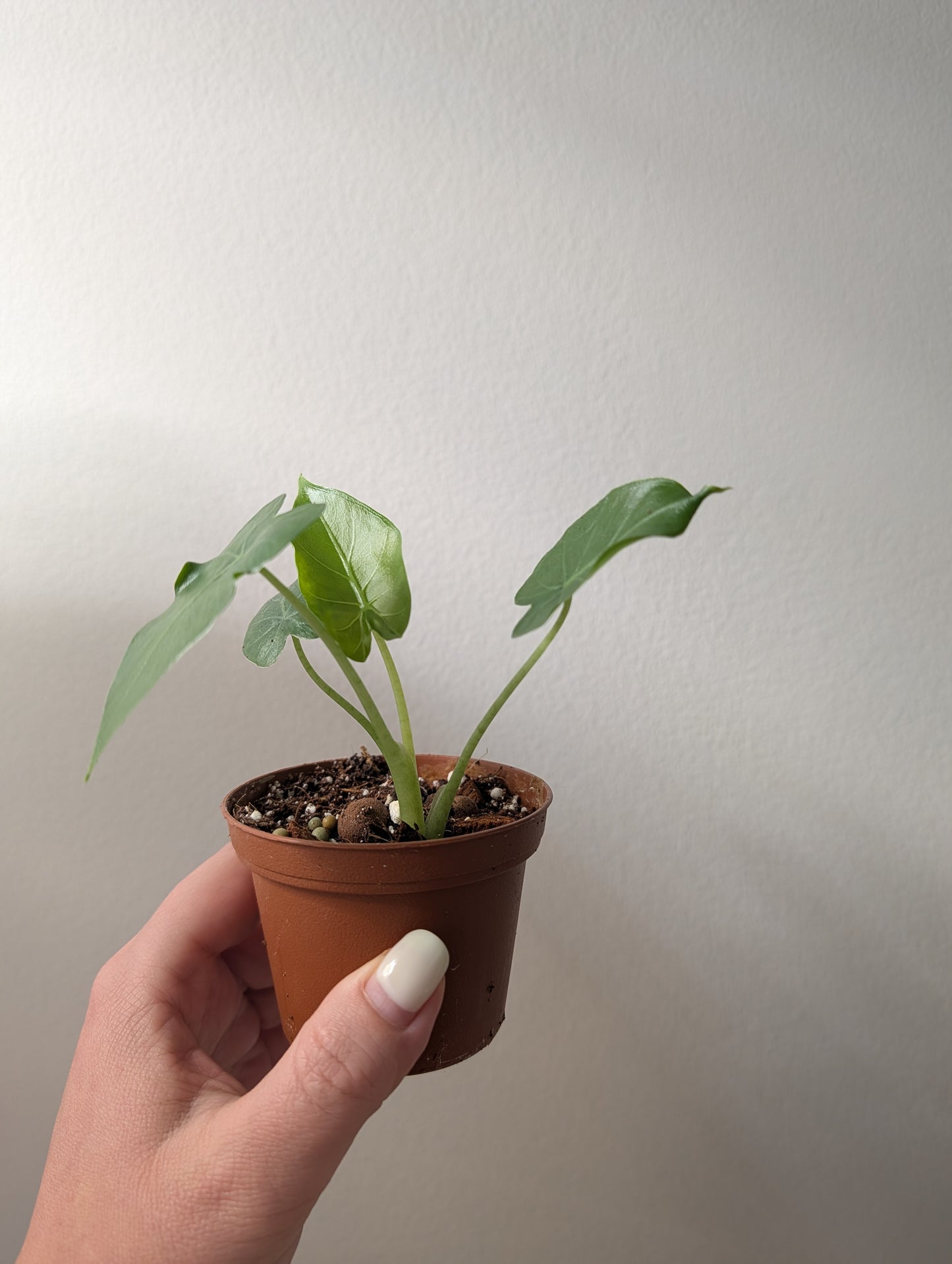 Philodendron blanc Princesse / Cadeau offert pour tout achat