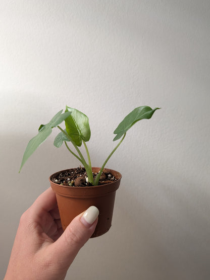 Philodendron blanc Princesse / Cadeau offert pour tout achat