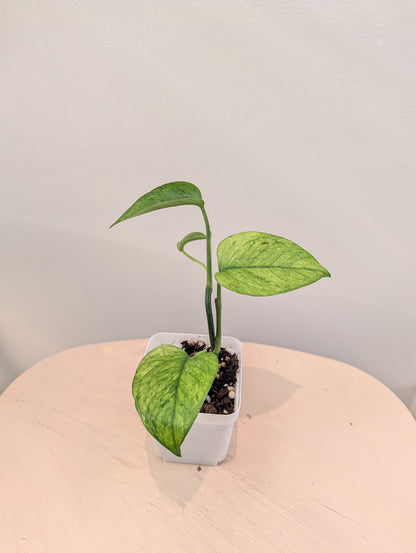 Pothos Jessenia / couleur peu commune