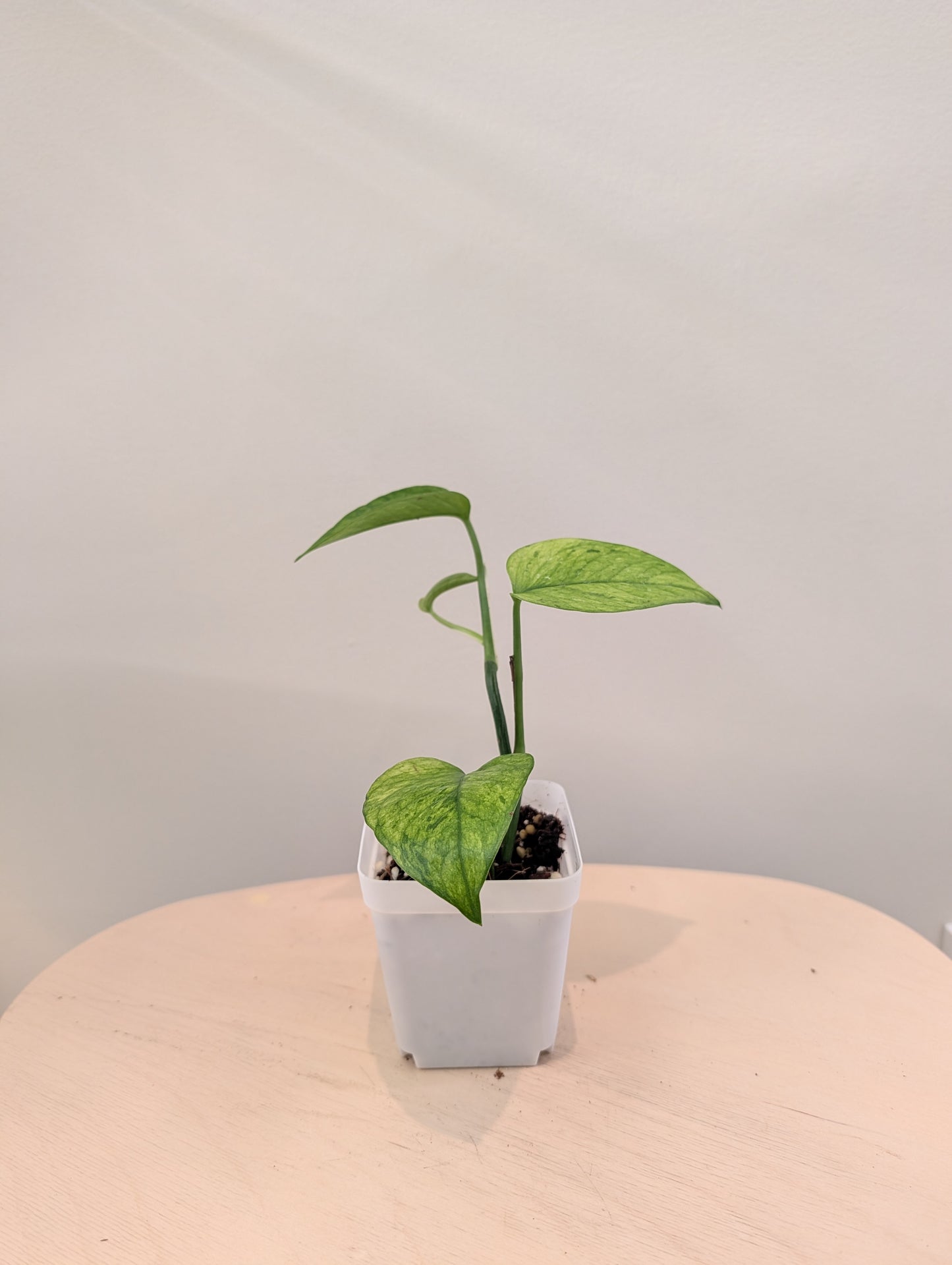 Pothos Jessenia / couleur peu commune