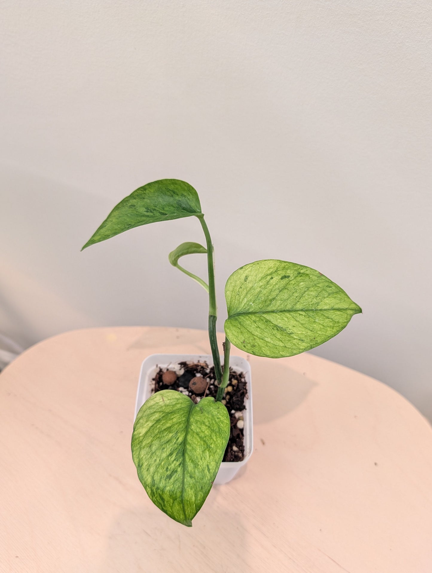 Pothos Jessenia / couleur peu commune