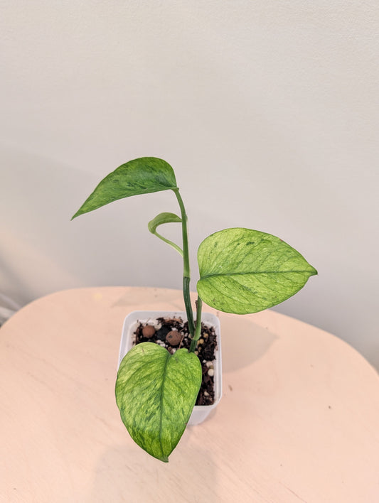 Pothos Jessenia / uncommon pothos