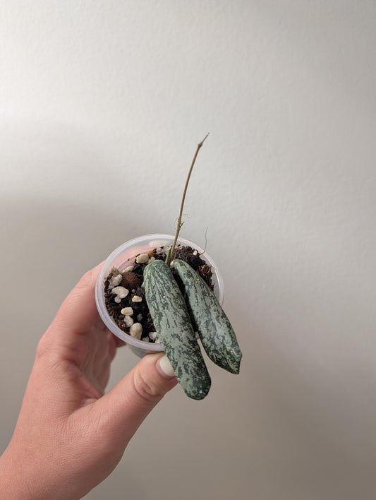 Hoya Sigillatis AH 001