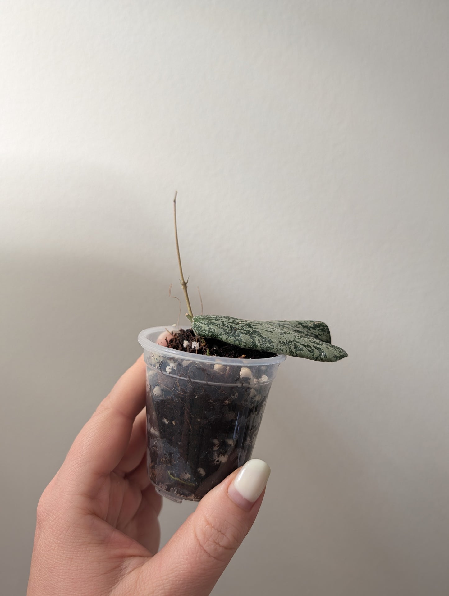 Hoya Sigillatis AH 001
