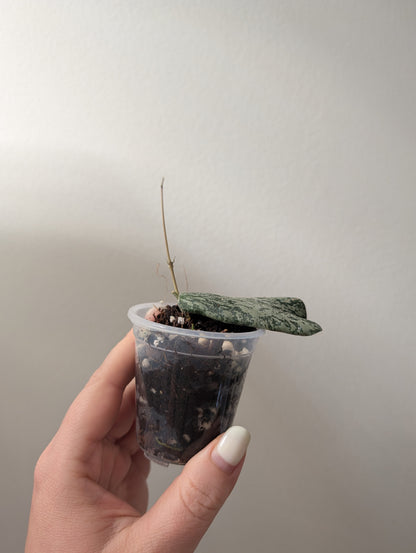 Hoya Sigillatis AH 001