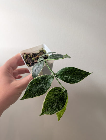 Hoya Polyneura Jasminika panachée