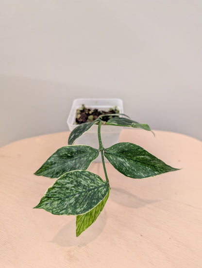 Hoya Polyneura Jasminika panachée