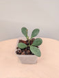 Hoya ETS 10