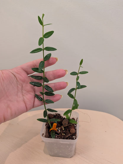 Hoya Engleriana / hoya à petites feuilles / quelques boutures en pot
