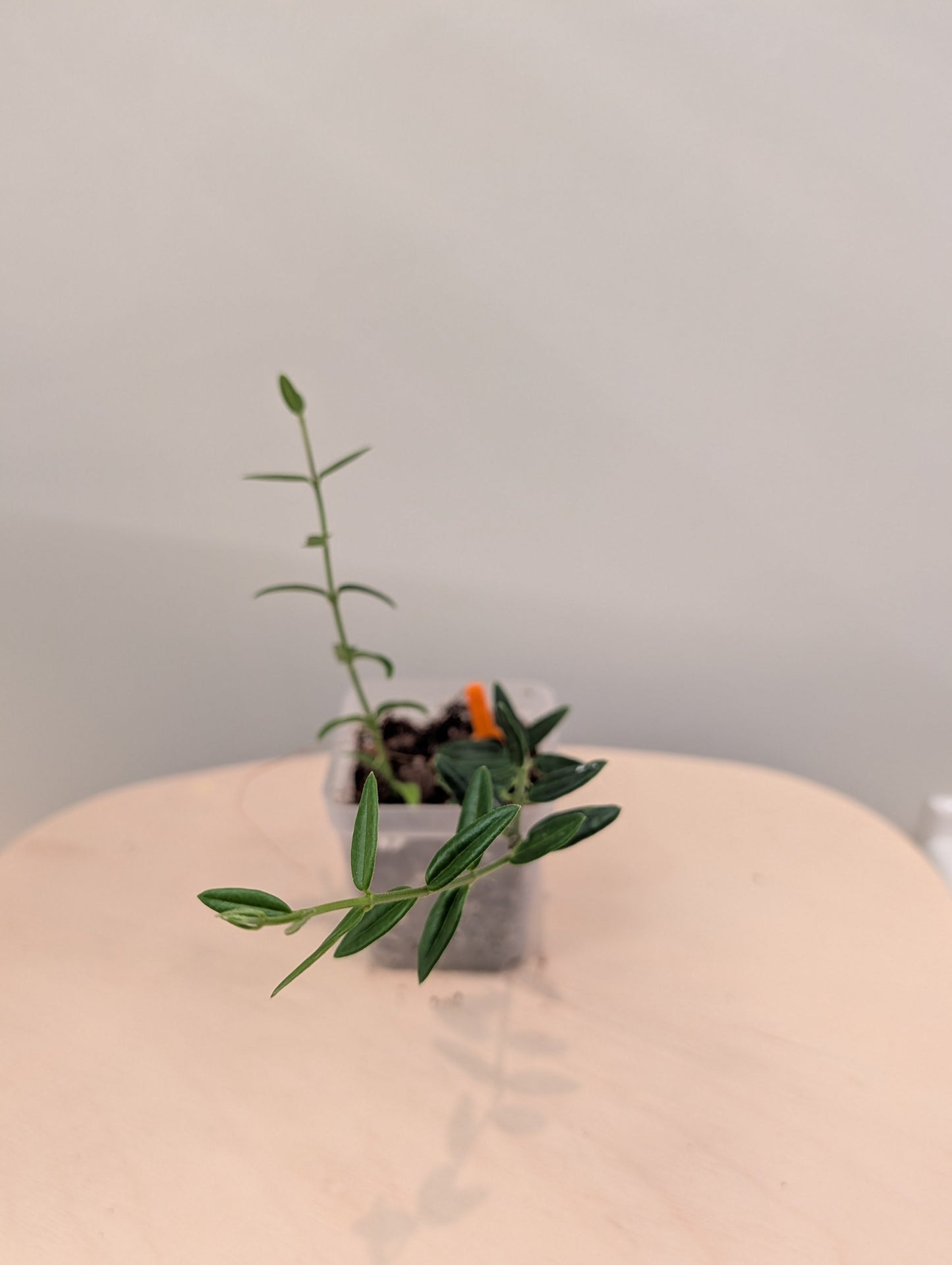 Hoya Engleriana / hoya à petites feuilles / quelques boutures en pot