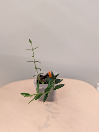 Hoya Engleriana / hoya à petites feuilles / quelques boutures en pot