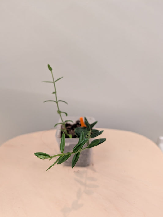 Hoya Engleriana / tiny leaves hoya / a few cuttings in a pot