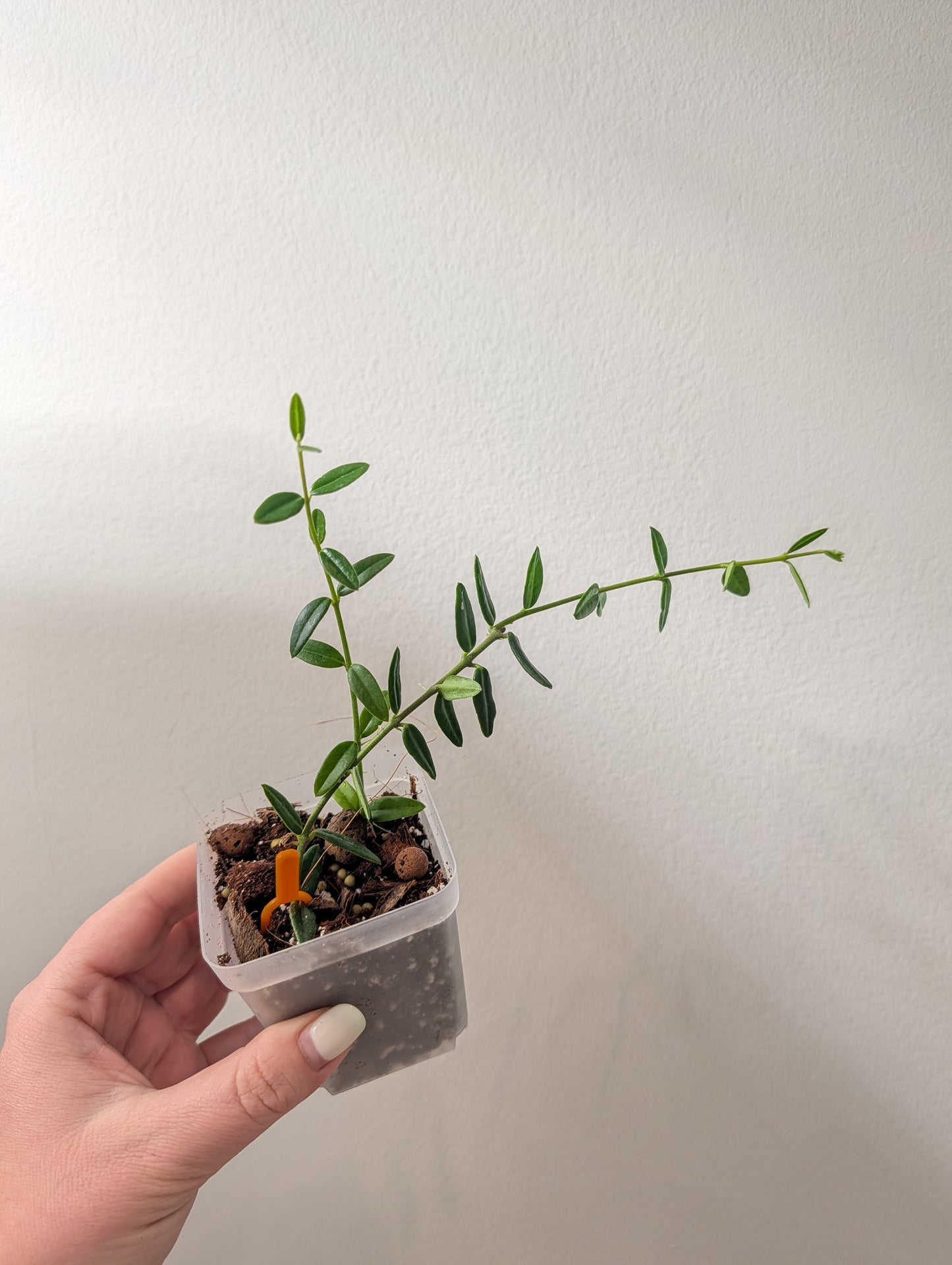 Hoya Engleriana / hoya à petites feuilles / quelques boutures en pot
