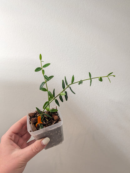 Hoya Engleriana / hoya à petites feuilles / quelques boutures en pot