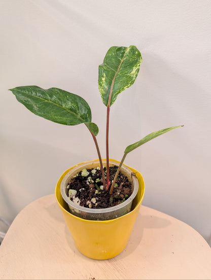 Anthurium Hookeri variegated