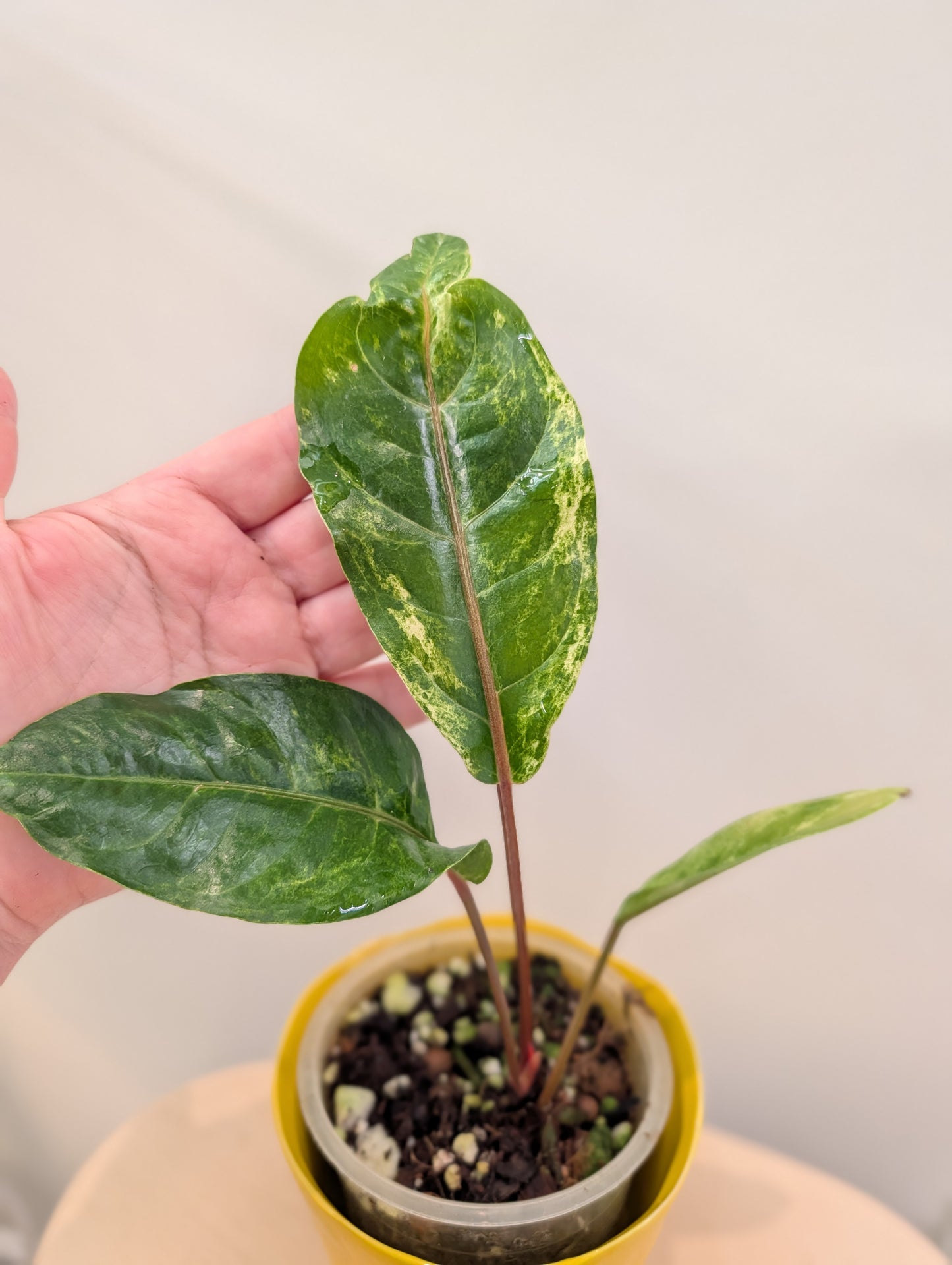 Anthurium Hookeri variegated