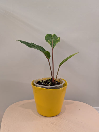 Anthurium Hookeri variegated