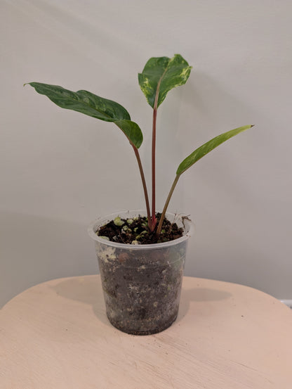 Anthurium Hookeri variegated