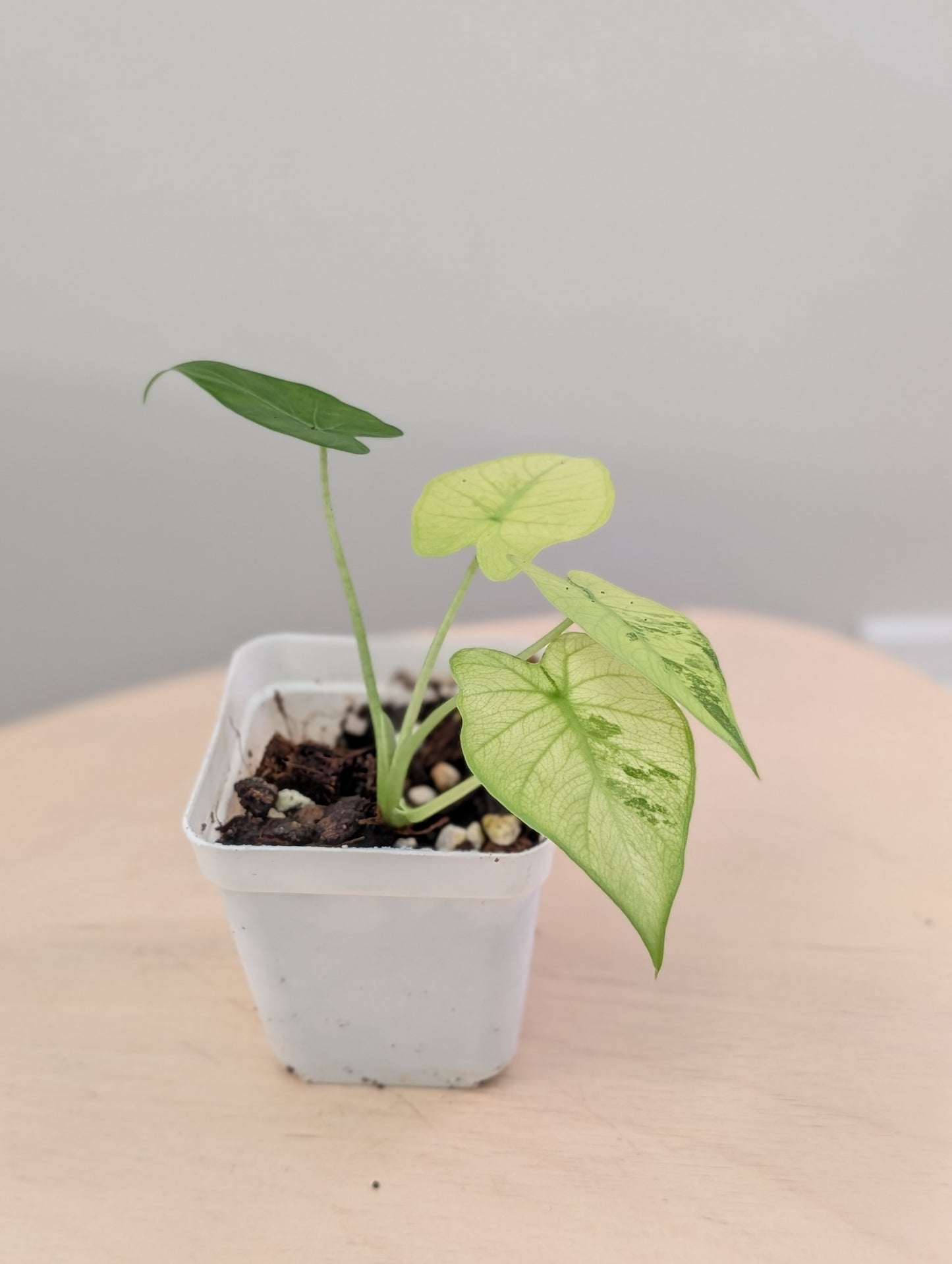 Alocasia odora yellow mint variegated