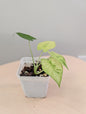 Alocasia odora yellow mint variegated