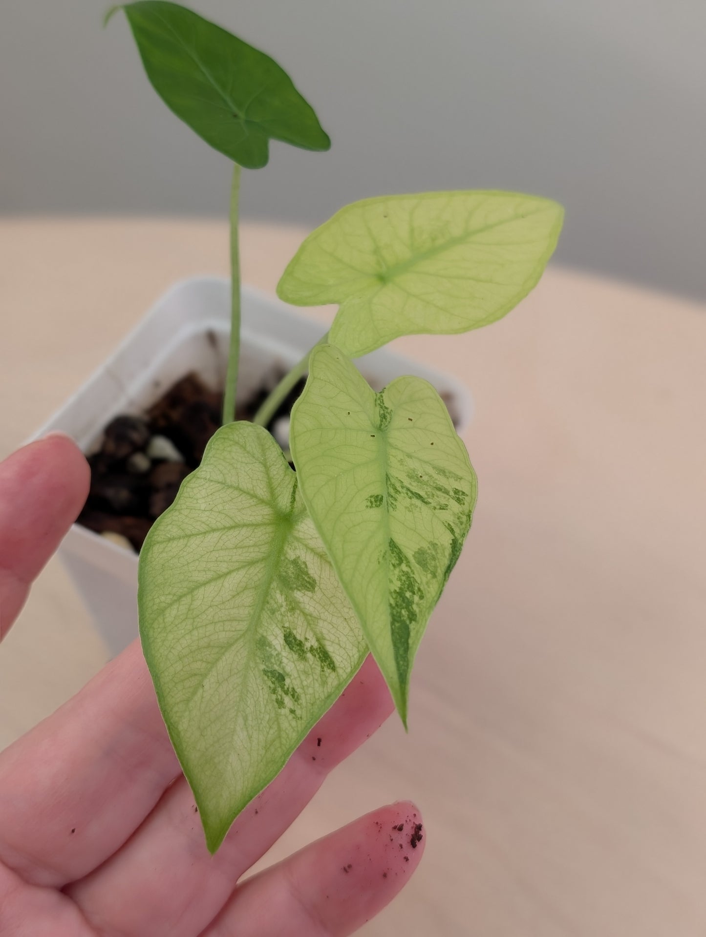 Alocasia odora yellow mint variegated