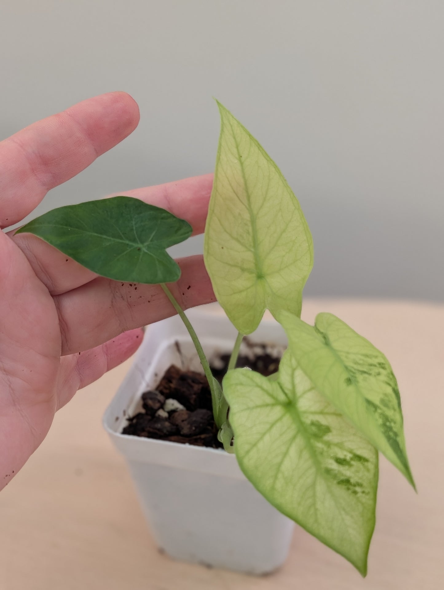 Alocasia odora yellow mint variegated