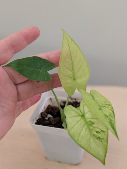 Alocasia odora yellow mint variegated